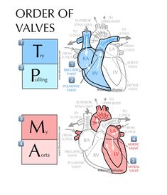 an image of the heart and its major organ systems, with names in each section