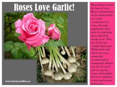 a pink rose is in the middle of some garlic roots and it says roses love garlic