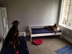 two dogs sitting on top of beds in a room with tile flooring and gray walls