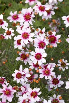 many pink and white flowers in a field