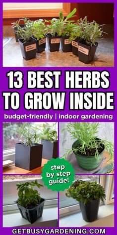 various potted herbs growing in kitchen windows Growing Herbs Inside, Herbs To Grow Indoors, Best Herbs To Grow, Herbs To Grow, Growing Herbs Indoors, Tips For Success, Herbs Indoors, Indoor Gardening