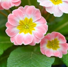 pink and white flowers with green leaves in the background