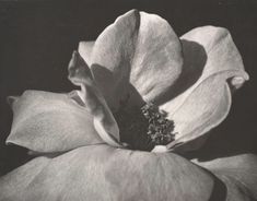 a black and white photo of a flower