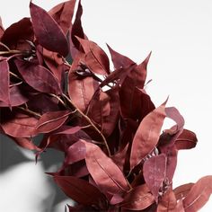 a branch with red leaves on it against a white background