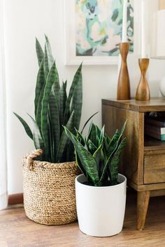 two potted plants sitting on top of a wooden table next to a dresser and lamp