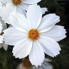 three white flowers with yellow center surrounded by greenery