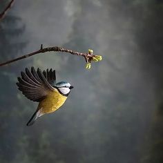 a bird flying in the air near a tree branch