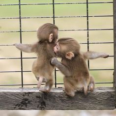 two monkeys playing with each other on a fence