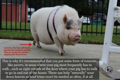 a small pig is walking on the sidewalk