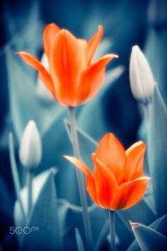 two orange and white tulips are in the foreground, with blue background