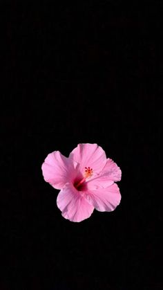 a pink flower is shown in the dark