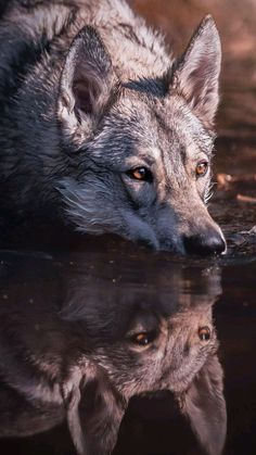 a wolf is swimming in the water with its head above the water's surface