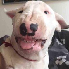 a white dog with black spots on it's face is smiling at the camera