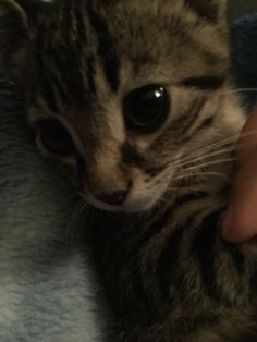 a cat is being petted by someone's hand