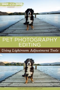 a dog sitting on top of a wooden pier next to the water with text overlay that reads pet photography editing using lightroom instrument tools