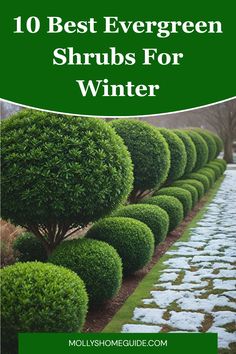 the 10 best evergreen shrubs for winter