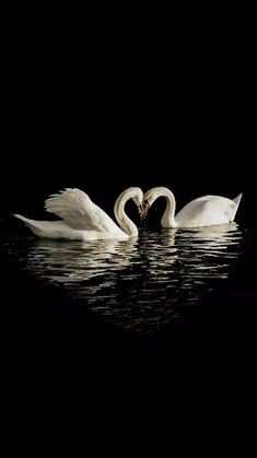 two white swans in the water making a heart shape