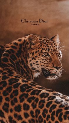 a close up of a cheetah on a brown background with the words christian dior above it