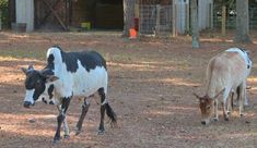 two cows are standing in the dirt near trees