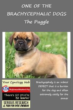 a small brown dog laying on top of a lush green grass covered field next to a white sign that says, one of the brachycephalician dogs the puggle