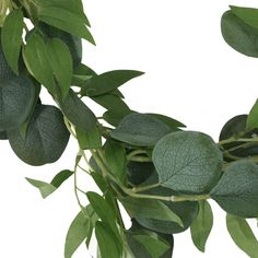 green leaves are growing on the branch of a tree in front of a white background