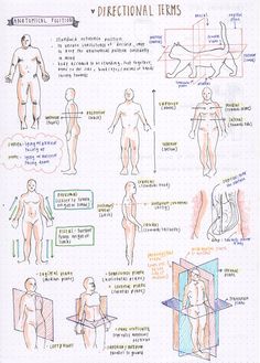 a hand drawn diagram of different human body types