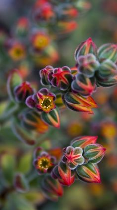 small red and green flowers with yellow centers