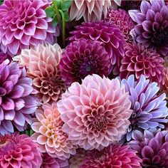 large group of purple and pink flowers with green leaves