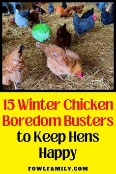 chickens in hay with text that reads, 15 winter chicken boredom busters to keep hens happy