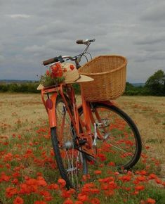 an orange bicycle with a basket in the middle of a field full of red flowers