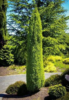 a very tall green tree sitting in the middle of a road next to some trees