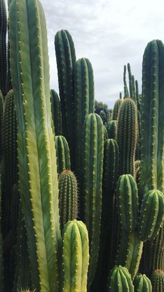 several large green cactus plants in a field