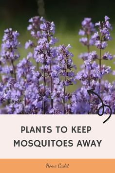 Discover 13 natural ways to keep pesky mosquitoes away from your outdoor sanctuary! Say goodbye to those unwelcome bites while enjoying a peaceful time on your patio. Explore these mosquito-repellent patio plants and create a serene environment where you can unwind without any interruptions. Embrace the beauty of nature while banishing those annoying bugs once and for all. Serene Environment