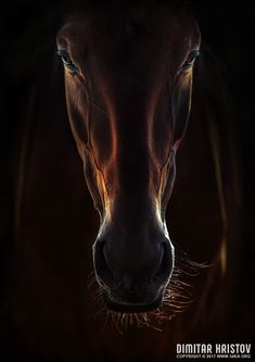 a horse's head is shown in the dark with it's eyes open