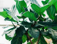 green leaves are growing on the branches of a tree