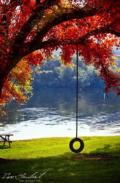 an empty park bench next to a tree with a tire swing hanging from it's side