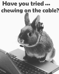 a rabbit sitting on top of a laptop computer with headphones around its neck and the caption have you tried chewing on the cable?