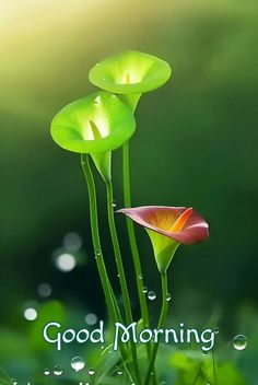 two flowers with the words good morning written on them in front of green grass and water droplets