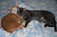 two cats cuddle together on a bed with blue and white sheets in the background