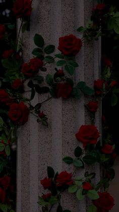 red roses are growing on the side of a wall with vertical stripes in the background