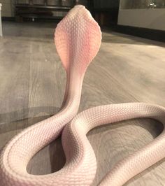 a pink snake is sitting on the floor