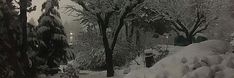 snow covered trees and bushes on a city street