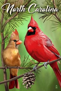 two red birds perched on top of a pine tree branch next to a pine cone