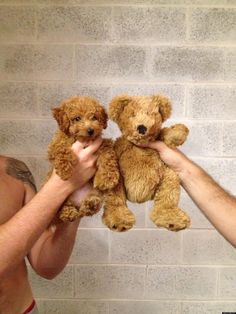 two brown teddy bears being held in front of a brick wall by someone's hands