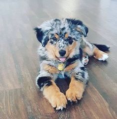 a dog laying on the floor with its paws up