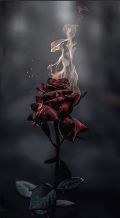 a red rose is on fire in the dark