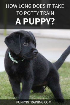 a black puppy sitting in the grass with text overlay saying how long does it take to potty train a puppy?