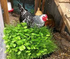 two chickens in a chicken coop next to some green plants