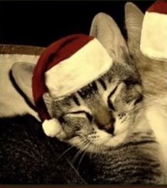 a cat wearing a santa hat sleeping on top of a bed with his eyes closed