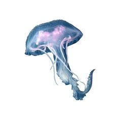 a blue and pink jellyfish floating in the ocean on a white background with clippings